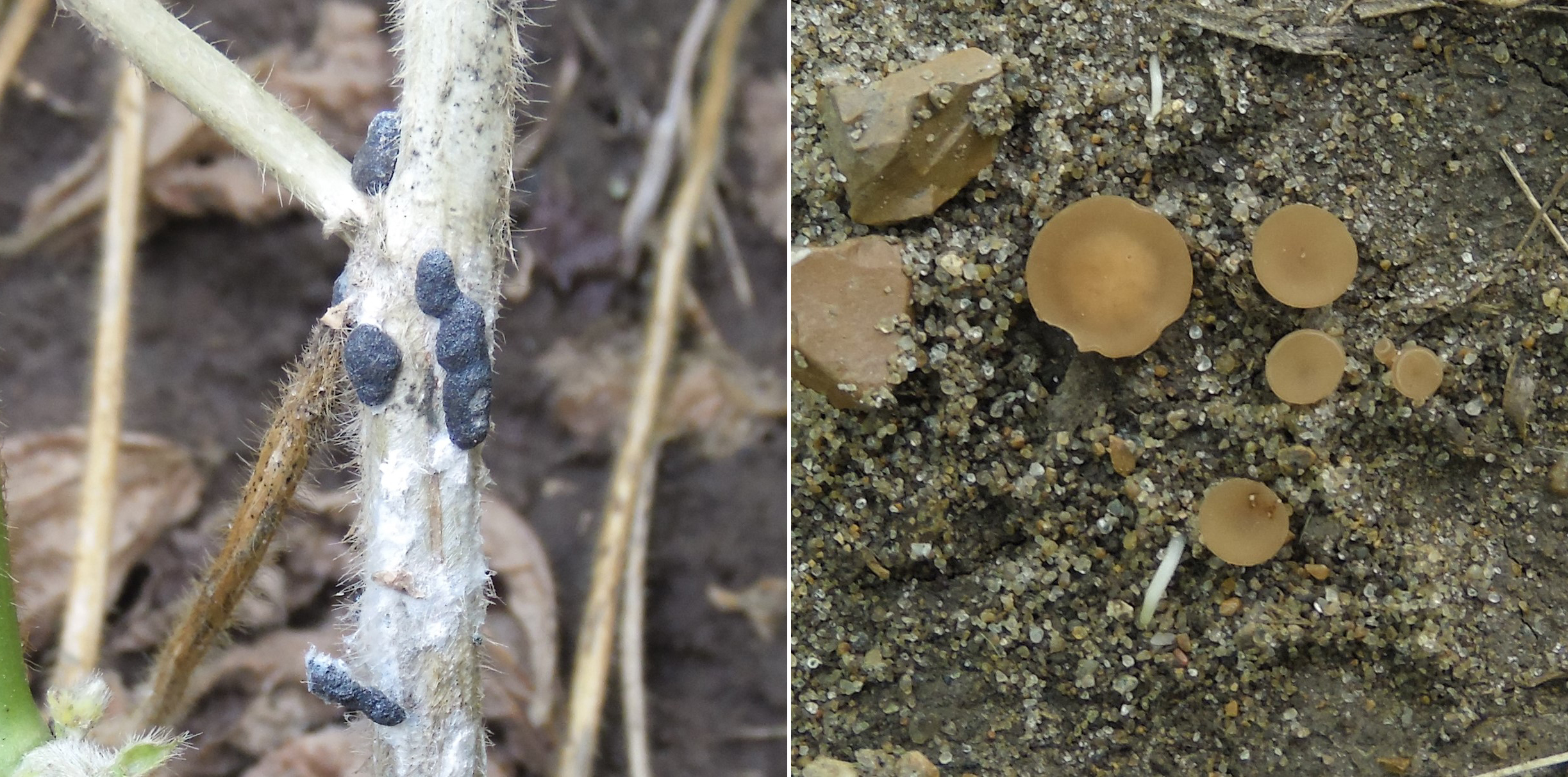 Side by side pictures of sclerotia and apothecia